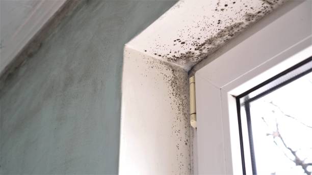 Best Mold Odor Removal Services  in White Sands, NM