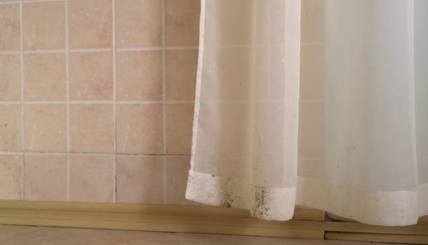  White Sands, NM Mold Removal Pros