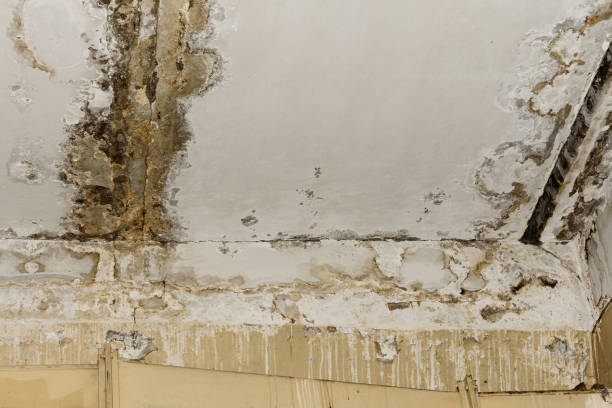 Best Crawl Space Mold Remediation  in White Sands, NM