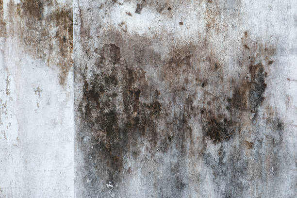 Best Emergency Mold Remediation  in White Sands, NM