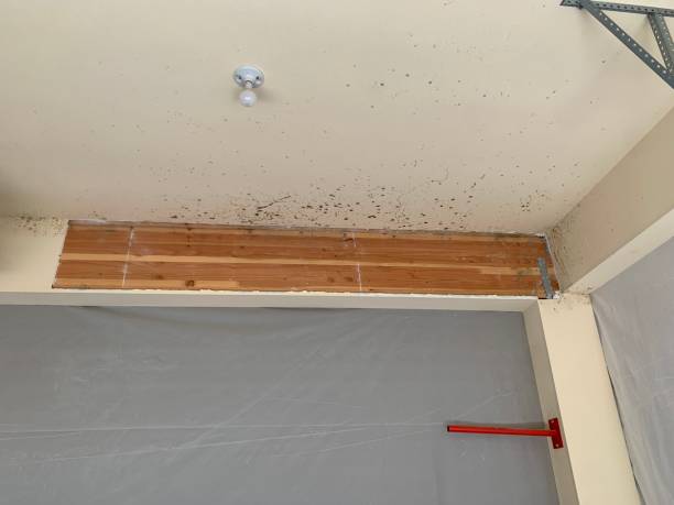 Best Asbestos and Lead Testing During Mold Inspection  in White Sands, NM