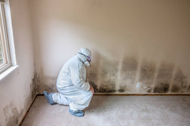 Trusted White Sands, NM Mold Removal Experts